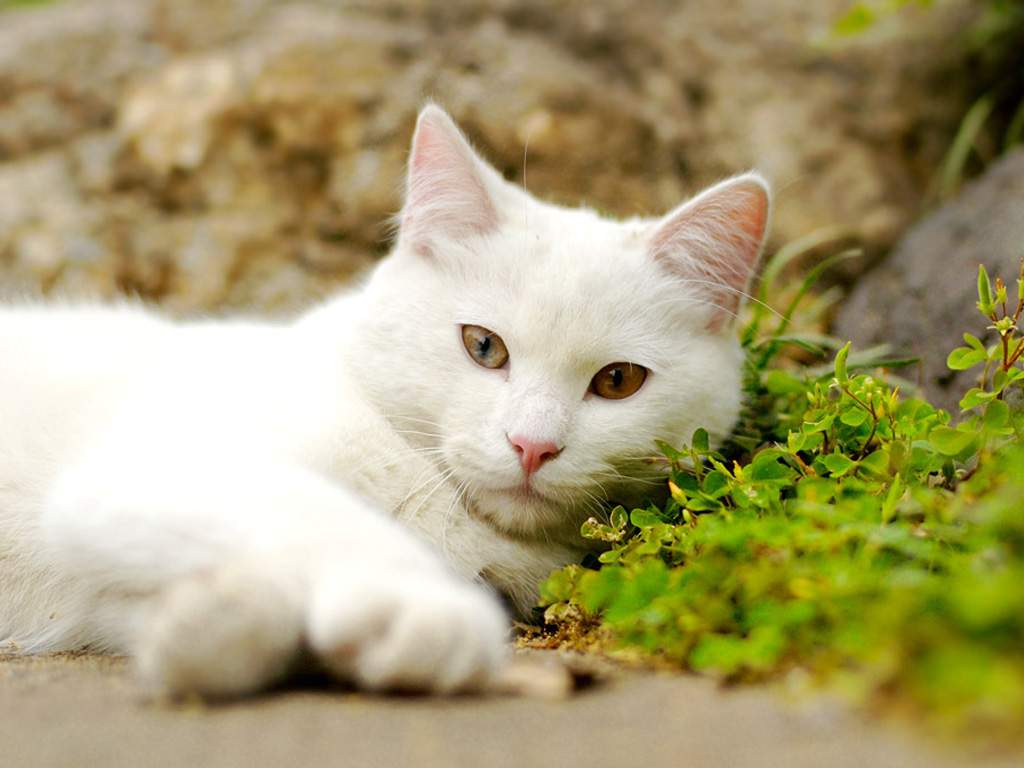 gato fondo de escritorio,gato,gatos pequeños a medianos,bigotes,felidae,angora turca