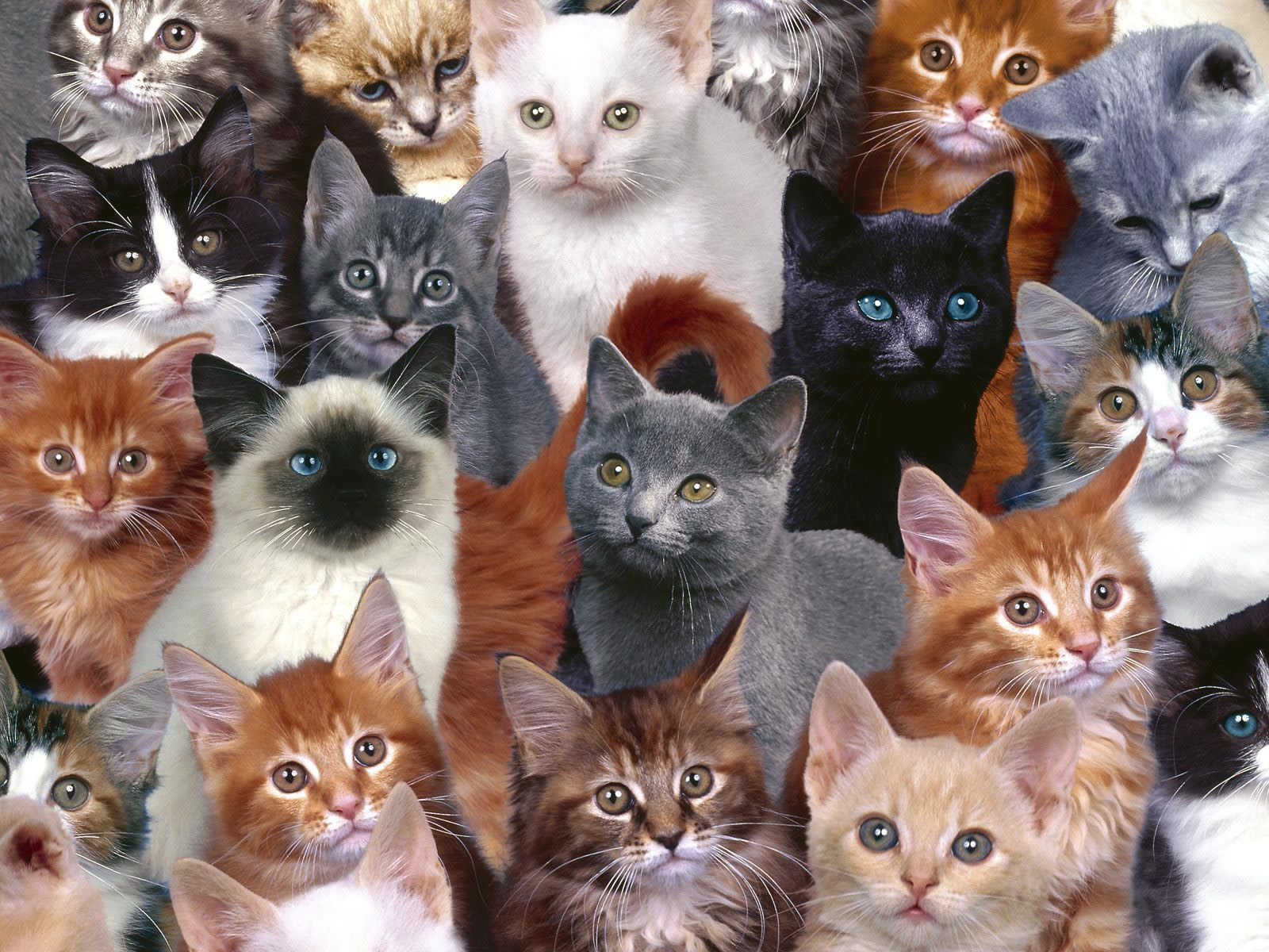 고양이 바탕 화면 배경 무늬,고양이,중소형 고양이,felidae,고양이 새끼,구레나룻