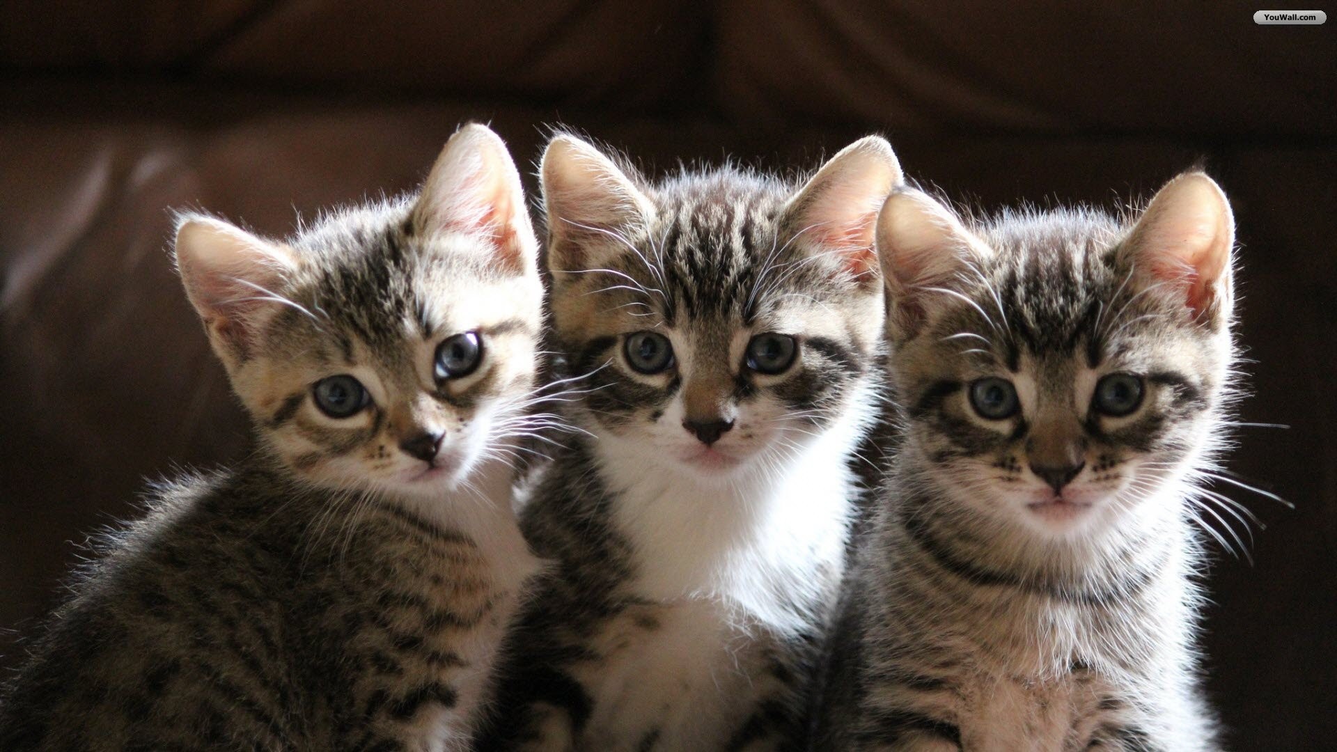 gato fondo de escritorio,gato,gatos pequeños a medianos,felidae,bigotes,gato atigrado