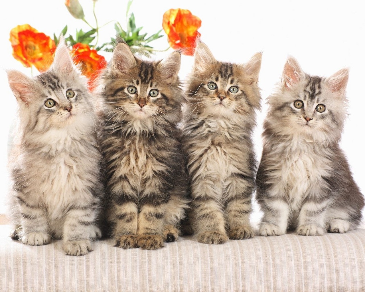 고양이 바탕 화면 배경 무늬,고양이,중소형 고양이,felidae,구레나룻,고양이 새끼