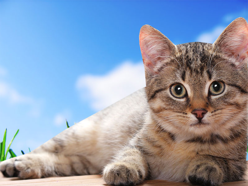 gato fondo de escritorio,gato,gatos pequeños a medianos,bigotes,felidae,pelo corto europeo