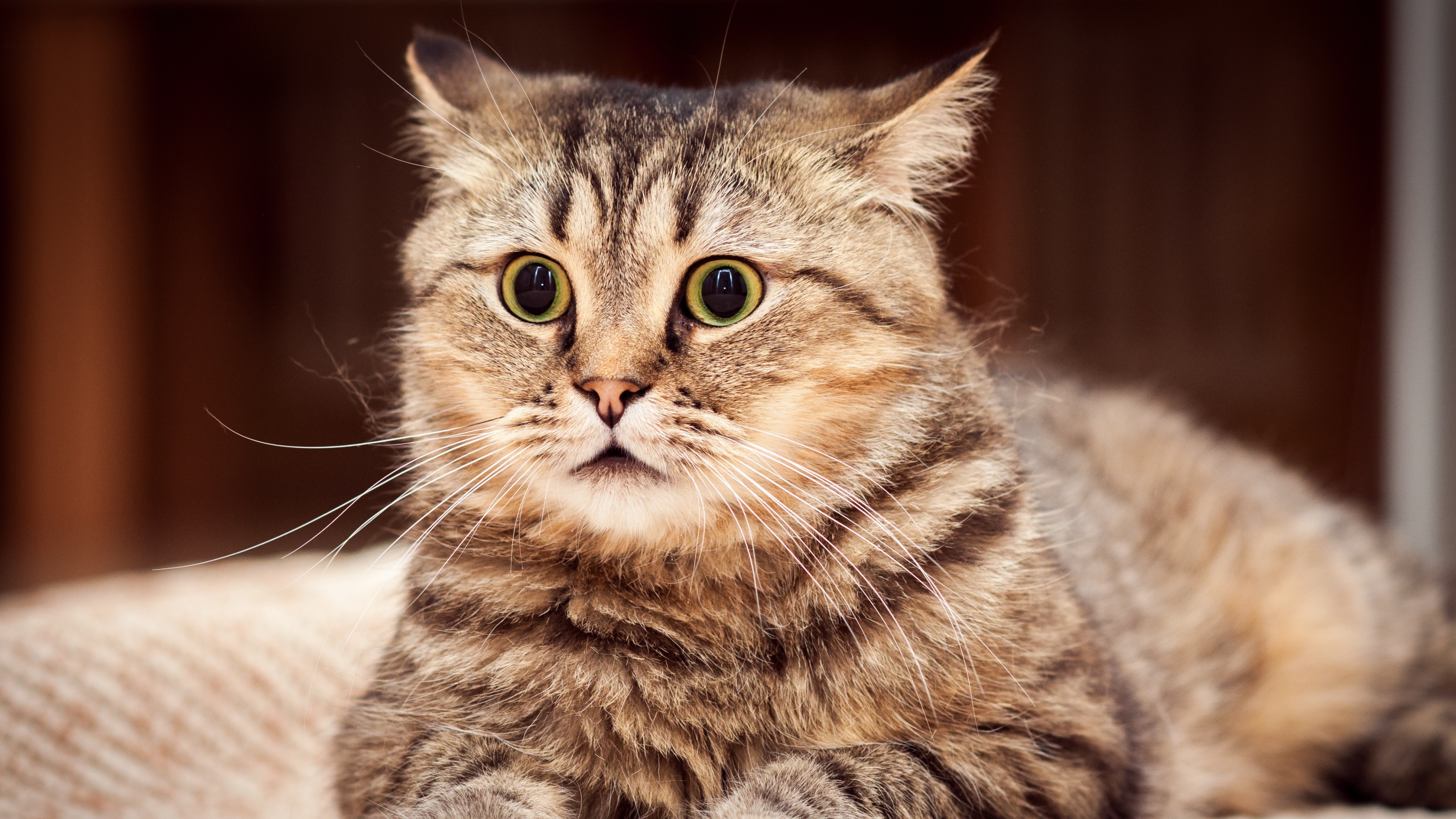 fond d'écran de chat,chat,chats de petite à moyenne taille,moustaches,félidés,chat tigré