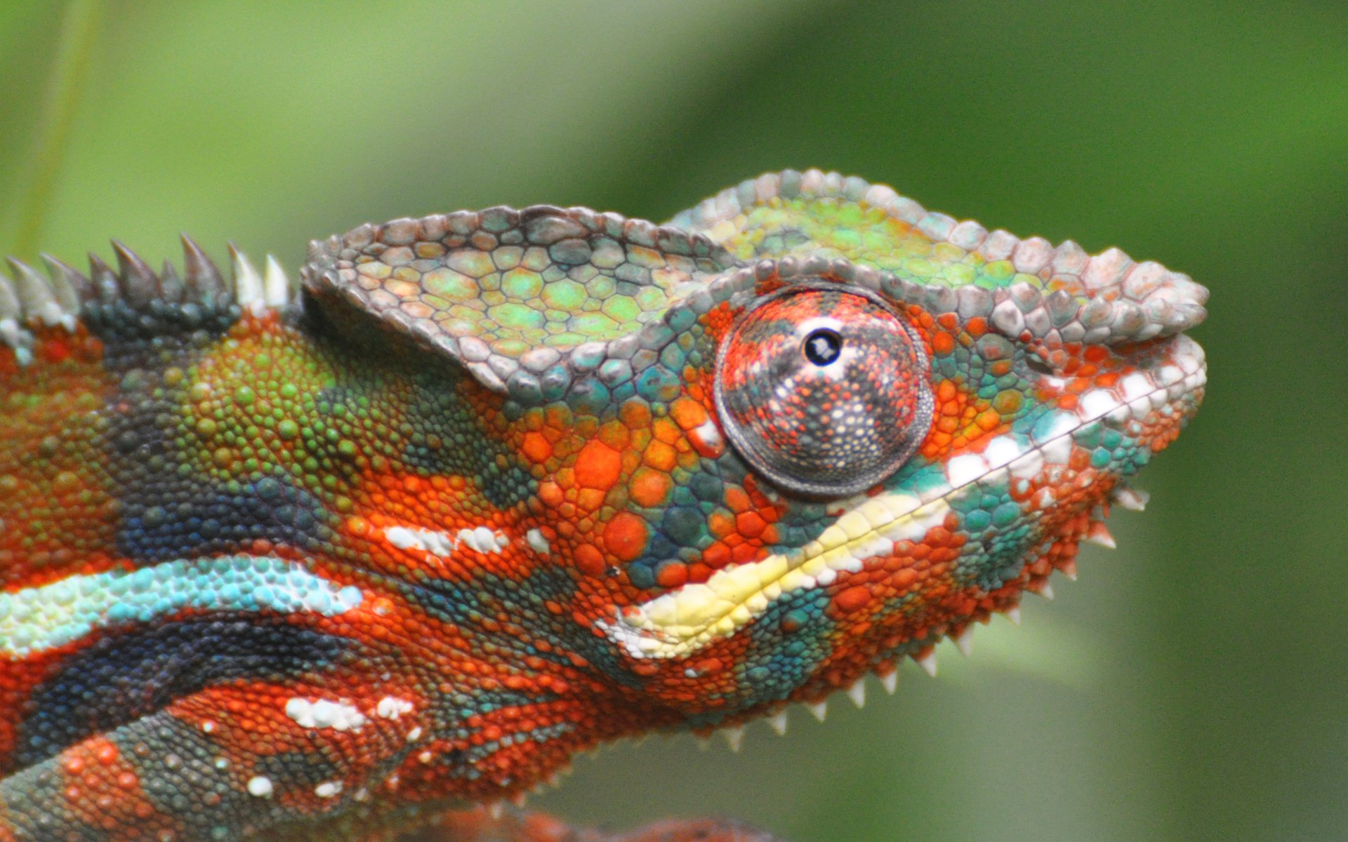 chameleon wallpaper,chameleon,reptile,common chameleon,iguania,lizard