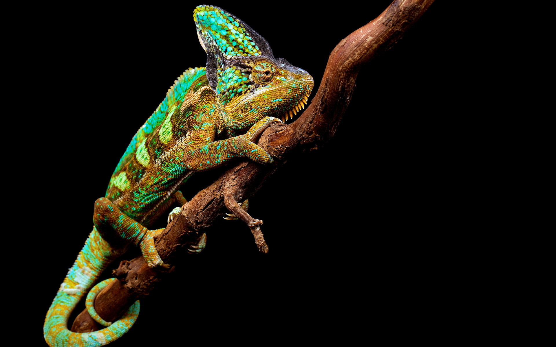 chameleon wallpaper,chameleon,common chameleon,lizard,iguania,reptile