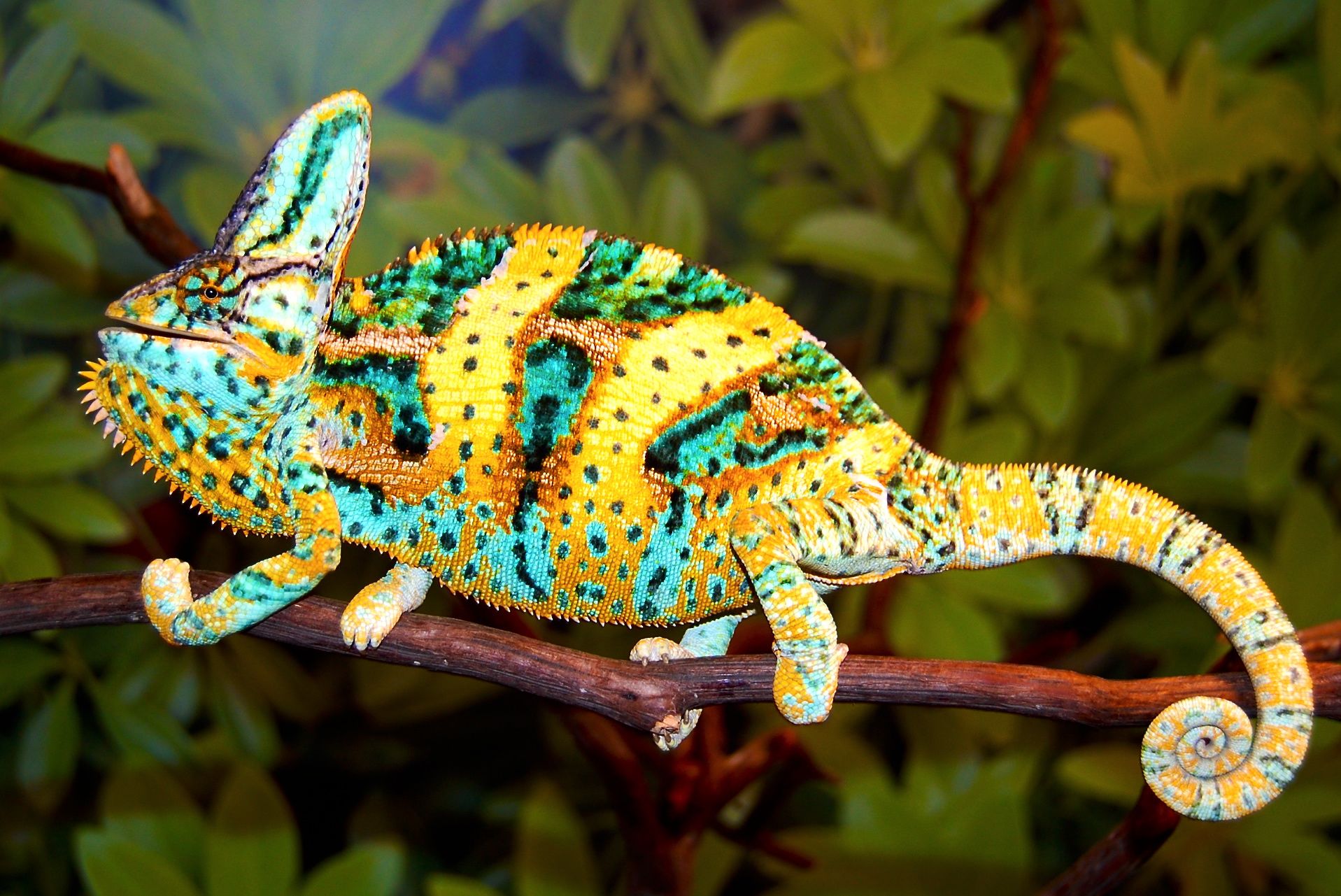 カメレオンの壁紙 カメレオン 爬虫類 トカゲ 一般的なカメレオン 陸生動物 Wallpaperuse カメレオンの壁紙 カメレオン 爬虫類 トカゲ 一般的なカメレオン 陸生動物 Wallpaperuse