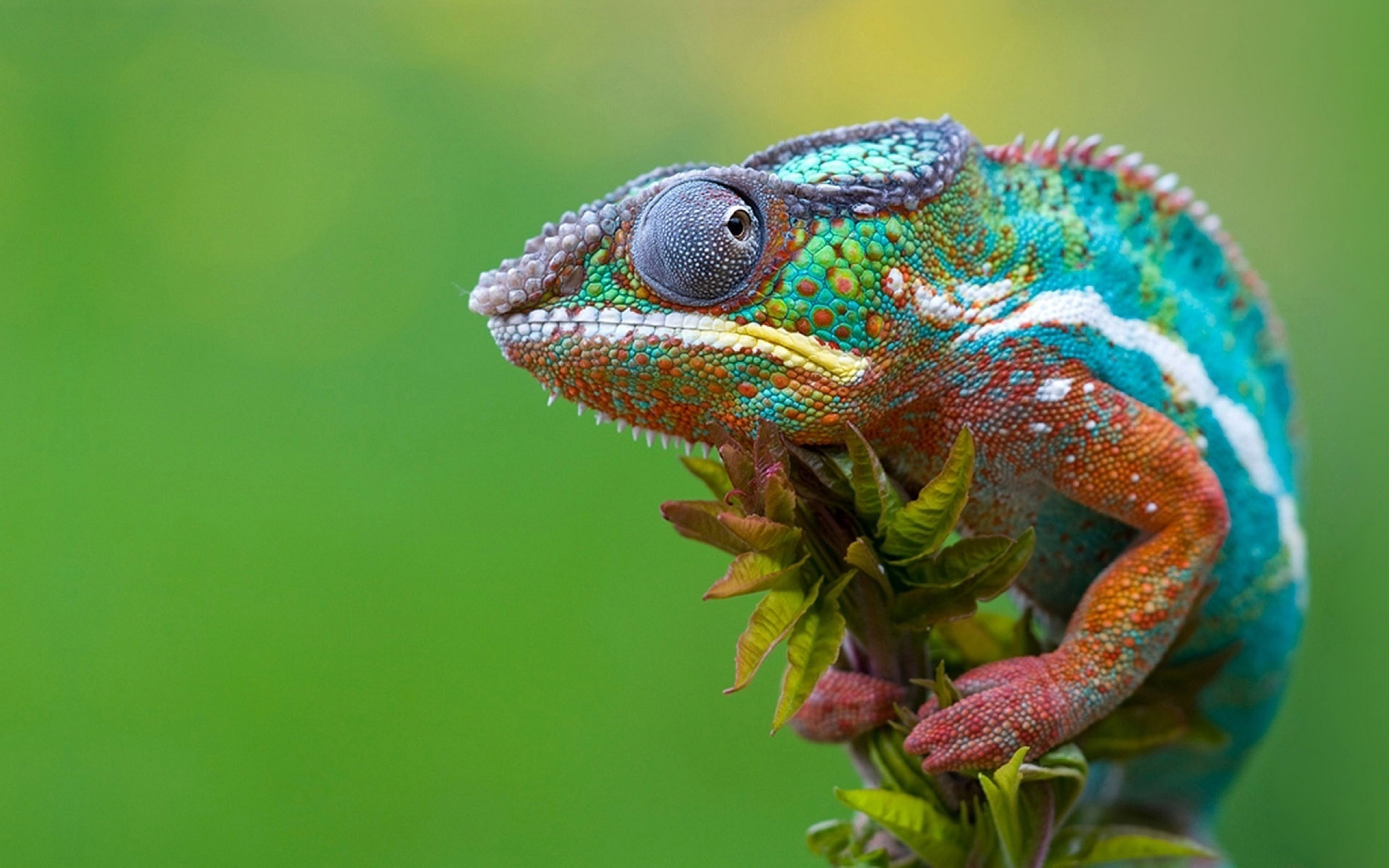 chamäleon tapete,reptil,chamäleon,eidechse,gewöhnliches chamäleon,landtier