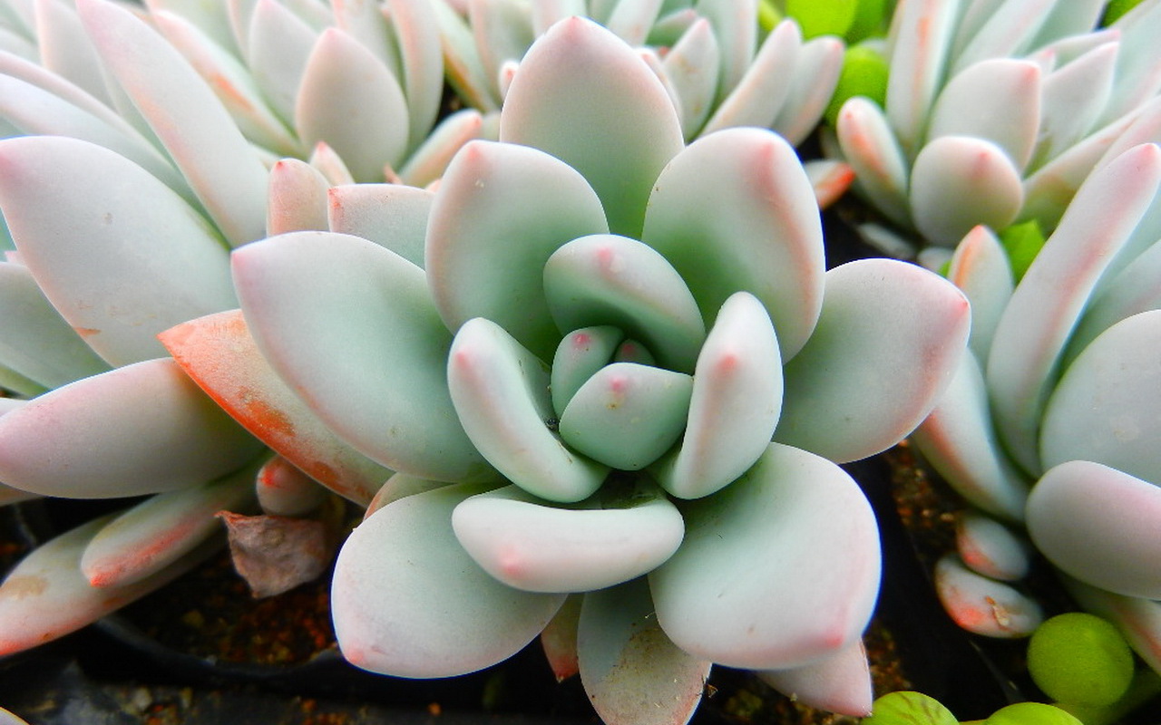 ジューシーな壁紙,花,pachyphytum,工場,エケベリア,白いメキシコのバラ