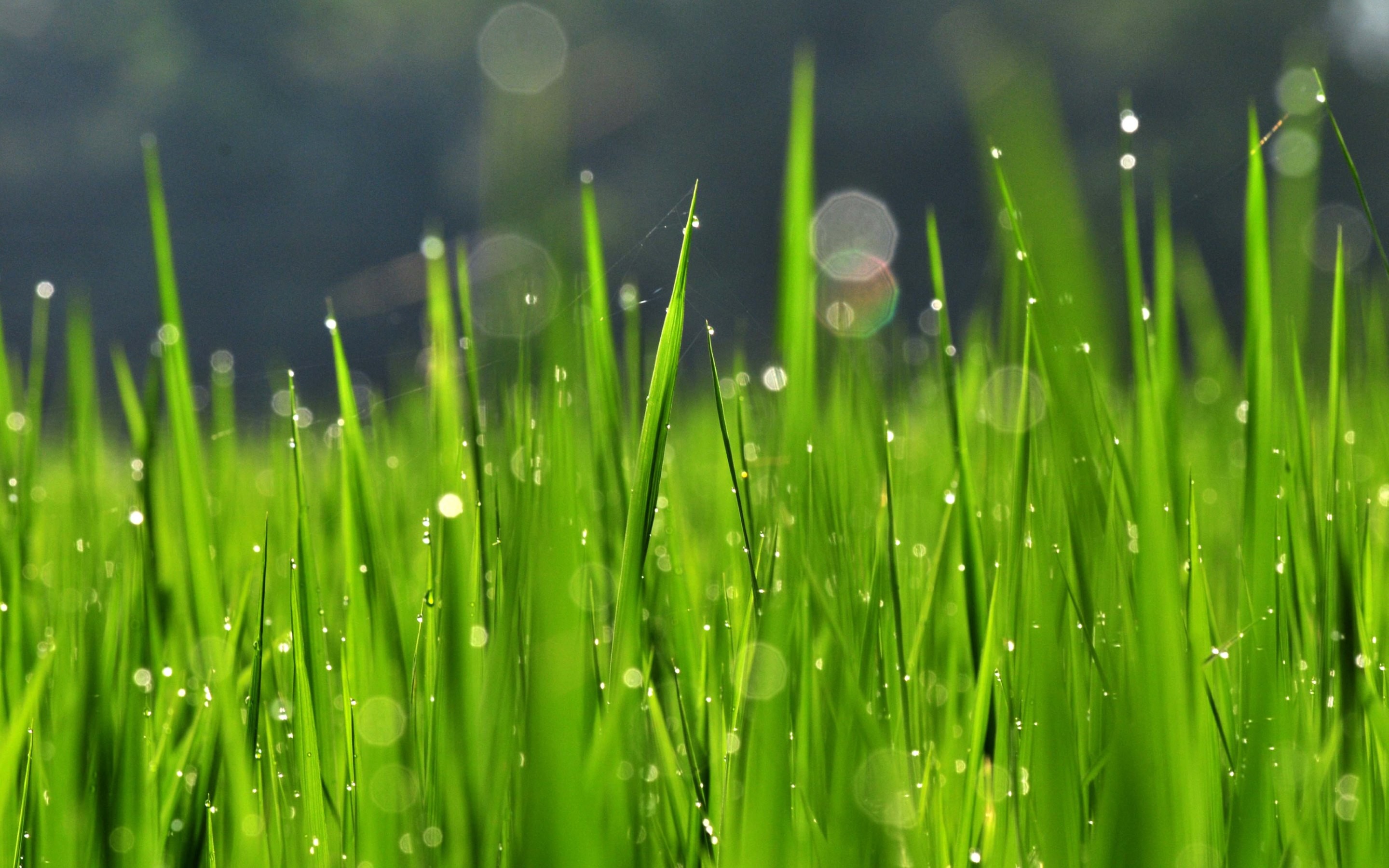 papier peint herbe hd,l'eau,vert,herbe,humidité,plante