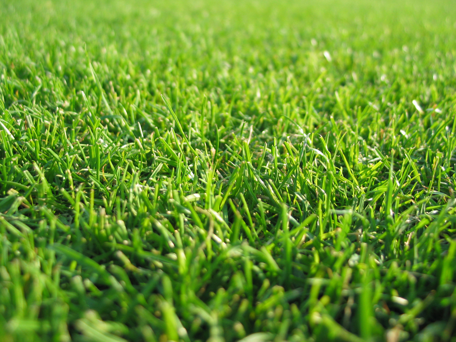 grass wallpaper hd,grass,green,lawn,plant,grass family