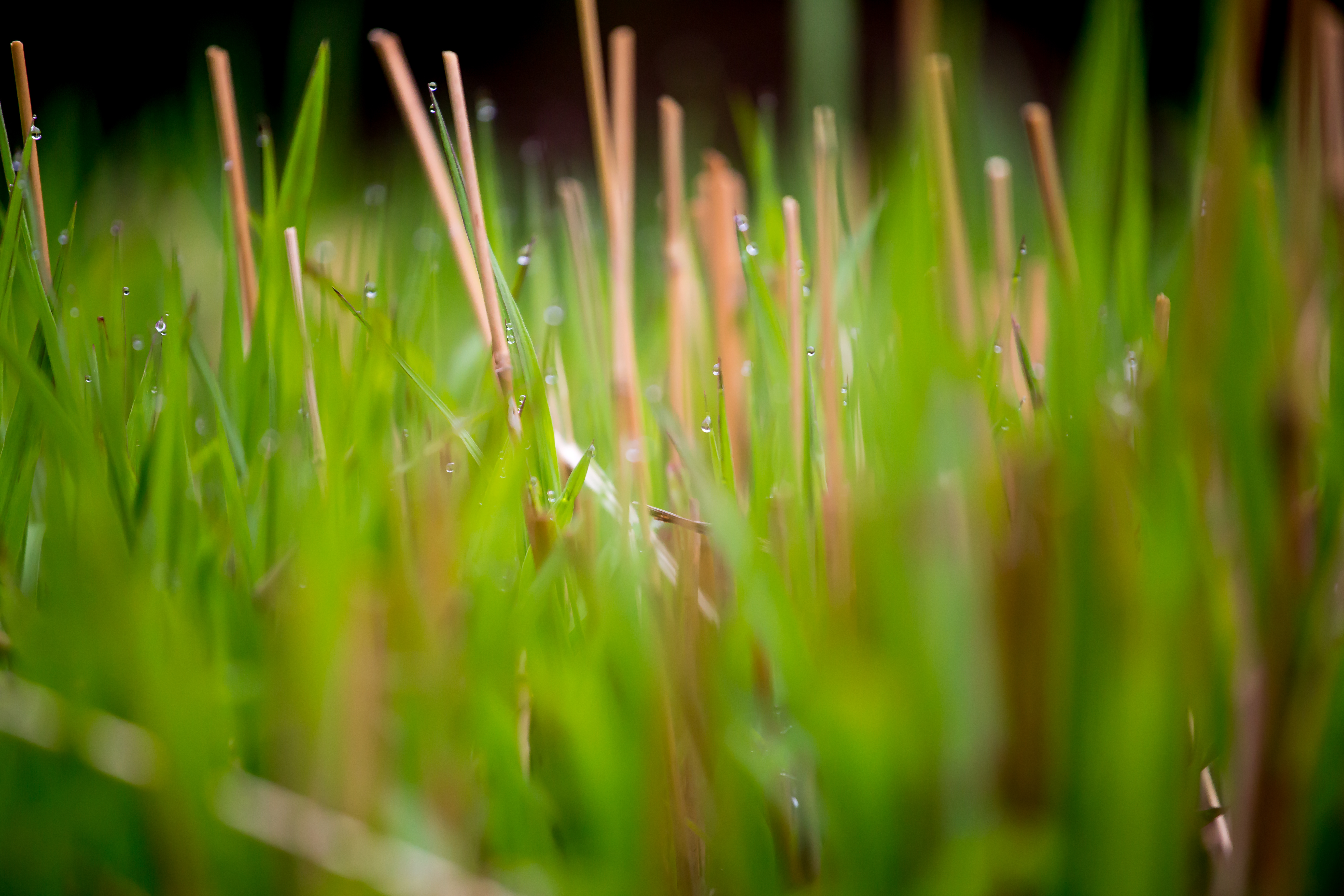 papier peint herbe hd,vert,herbe,plante,famille d'herbe,fermer