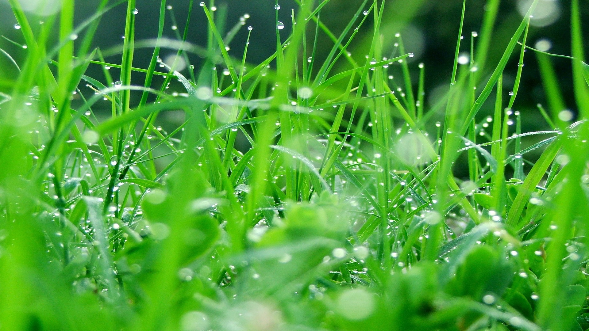 草の壁紙のhd,水分,露,緑,水,草