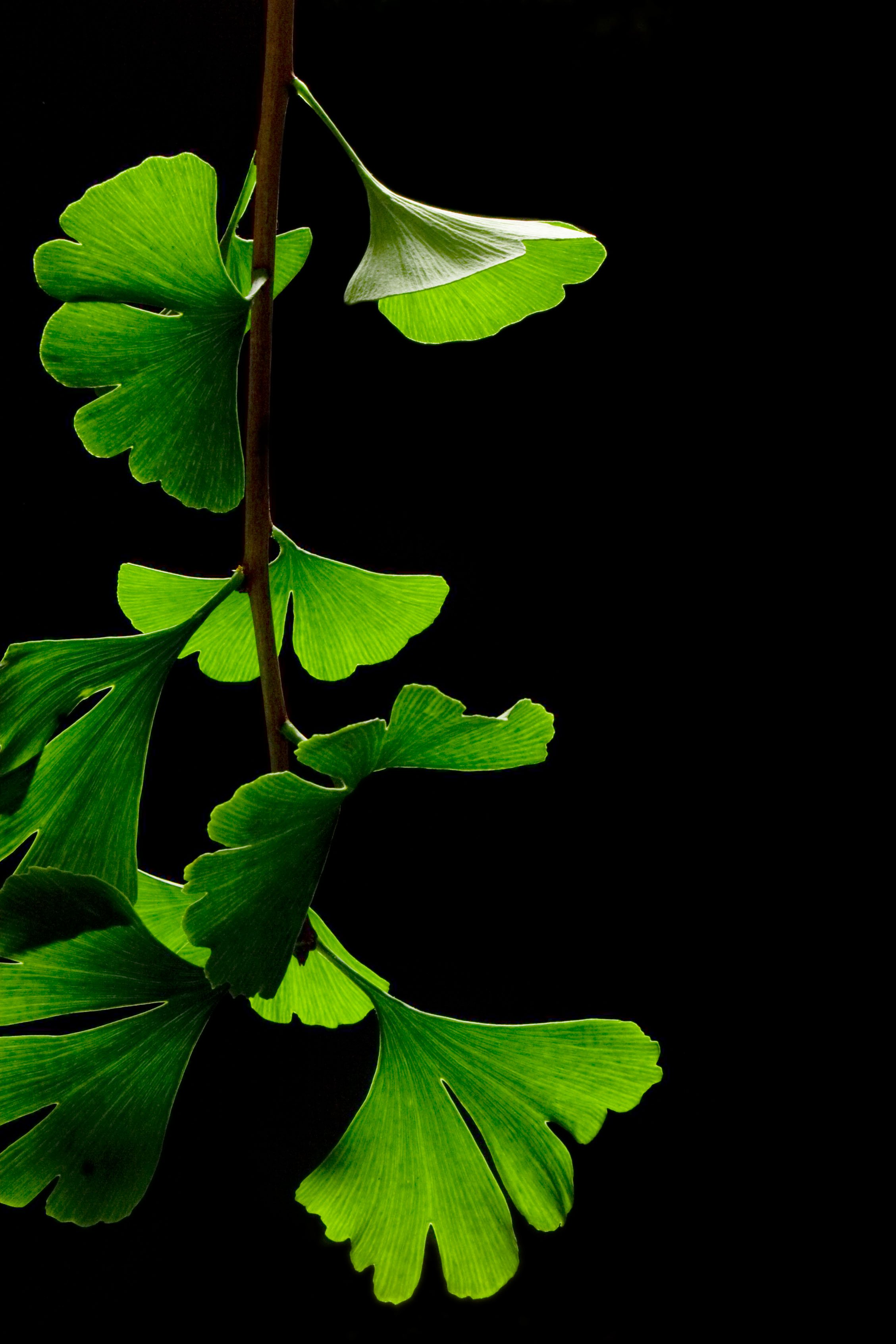 fondo de pantalla super amoled,hoja,verde,planta,naturaleza,flor