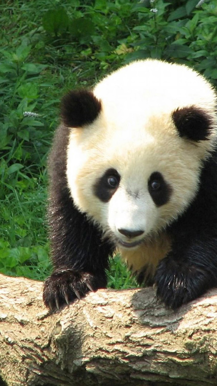 süße panda tapete,panda,landtier,pelz,schnauze,bär