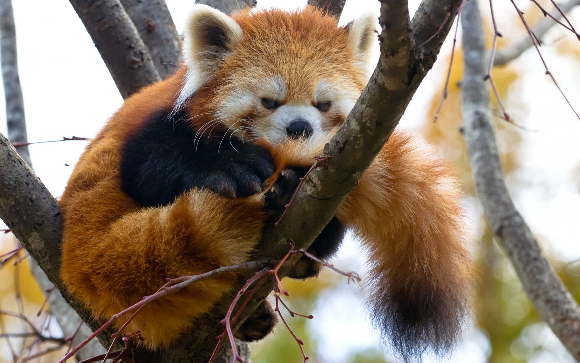 fondo de pantalla de panda rojo,panda rojo,animal terrestre,fauna silvestre,hocico,bigotes