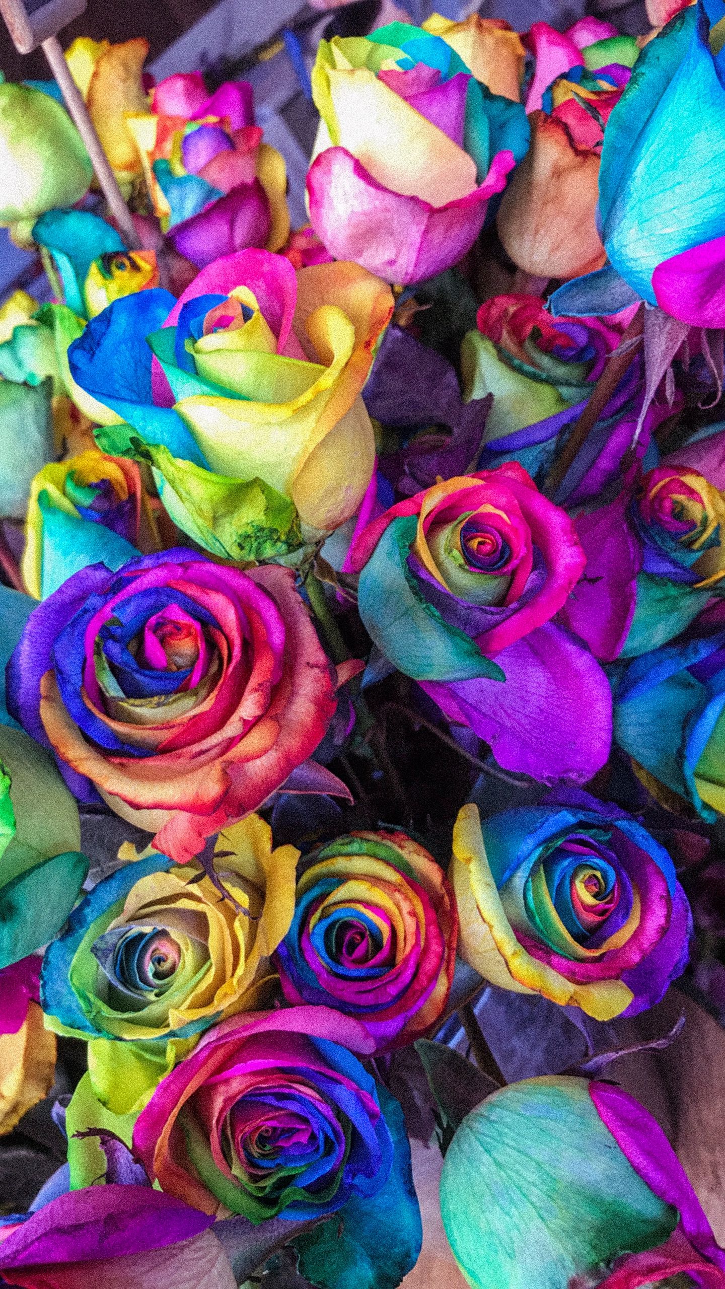galaxy s7 wallpaper hd 1080p,rose,rainbow rose,flower,rose family,purple