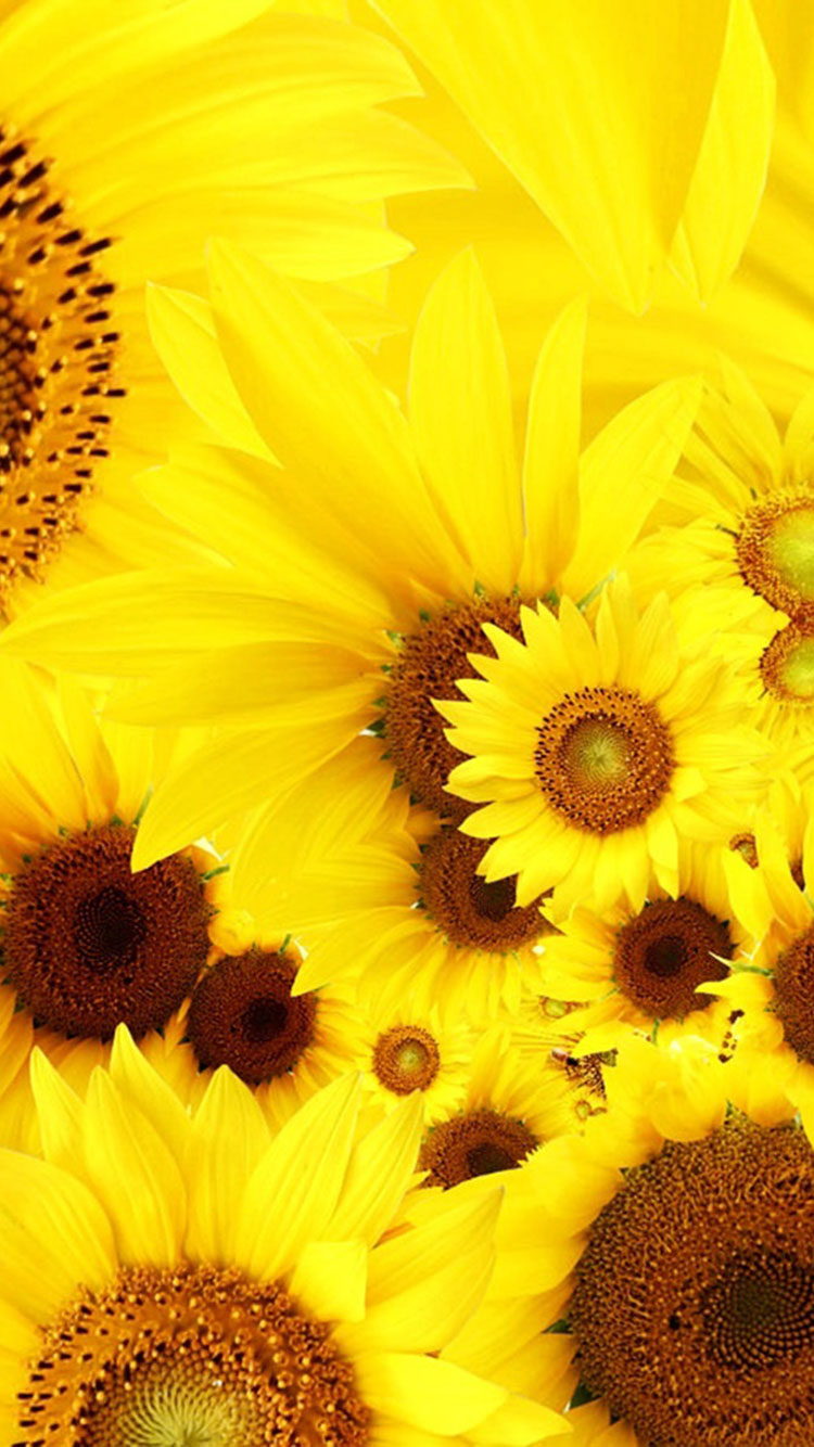 노란색 아이폰 배경 화면,해바라기,꽃,노랑,꽃잎,해바라기