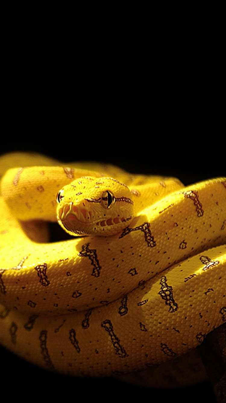 黄色のiphoneの壁紙,黄,python,ヘビ,pythonファミリー,ボアコンストリクター