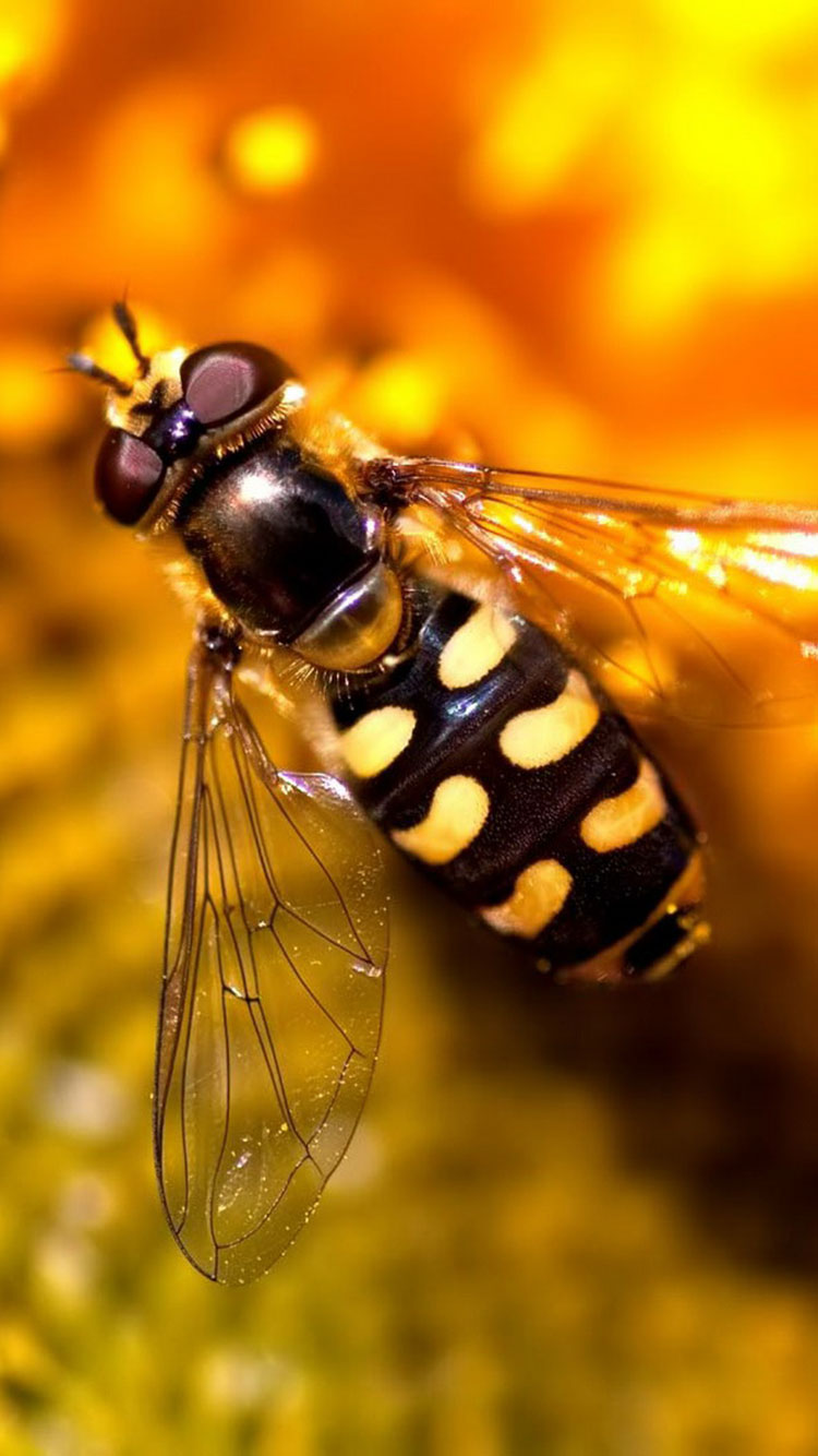gelbe iphone wallpaper,insekt,makrofotografie,geflügelte netzinsekten,wirbellos,pest
