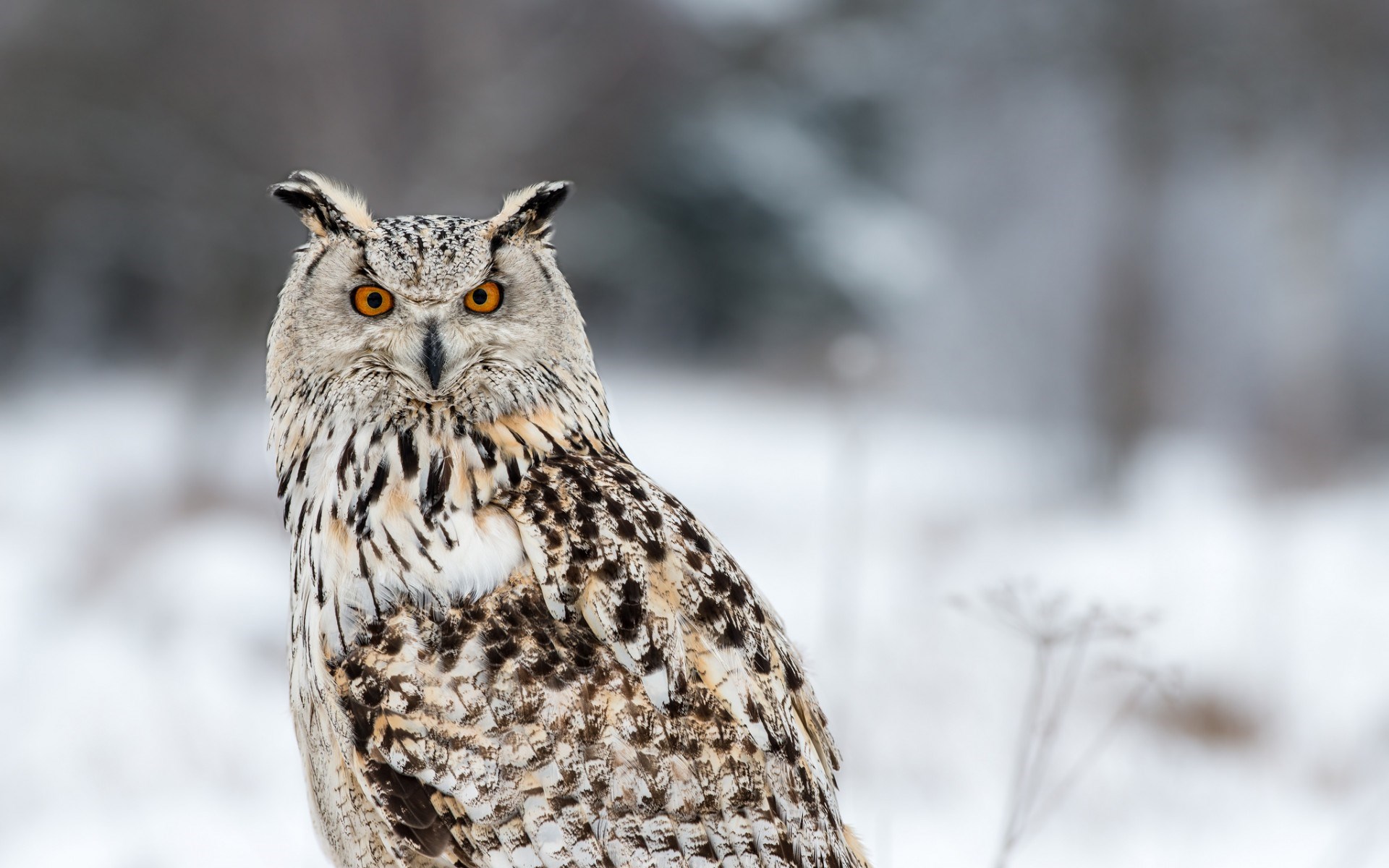 eule tapete hd,eule,vogel,raubvogel,tierwelt,landtier