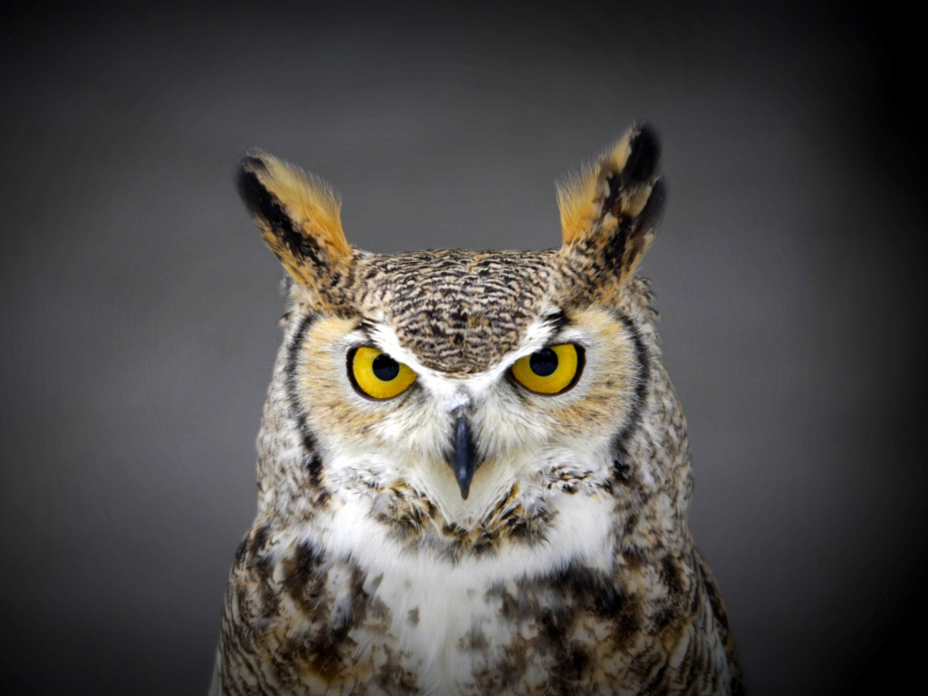 owl wallpaper hd,owl,bird,vertebrate,bird of prey,eastern screech owl