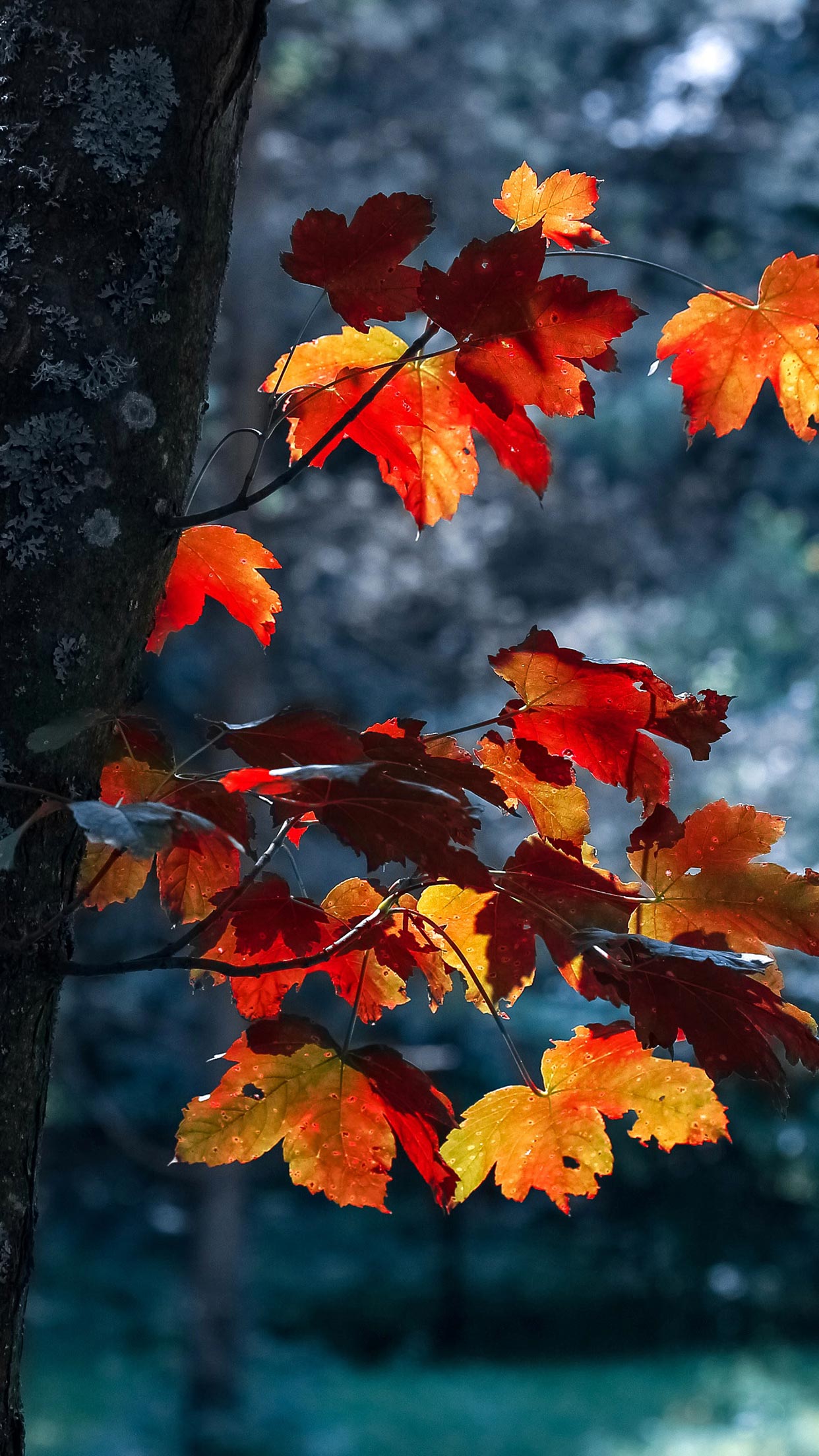 秋のiphone壁紙,開花植物,葉,木,自然,赤