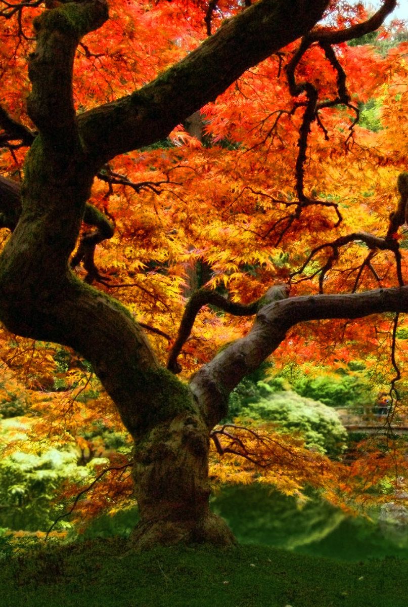 autumn iphone wallpaper,tree,natural landscape,nature,branch,leaf