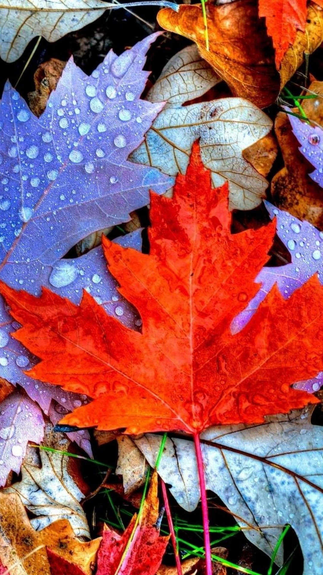 autumn iphone wallpaper,leaf,maple leaf,tree,black maple,red