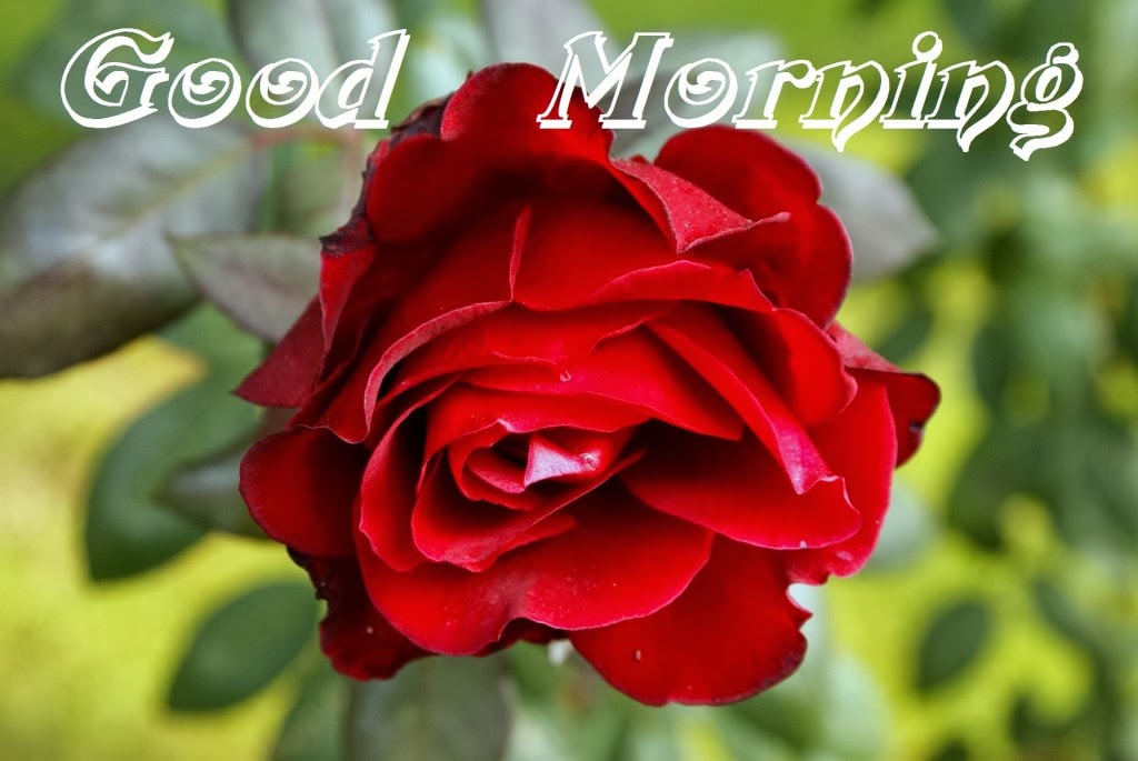 rose good morning wallpaper,flower,flowering plant,garden roses,petal,rose