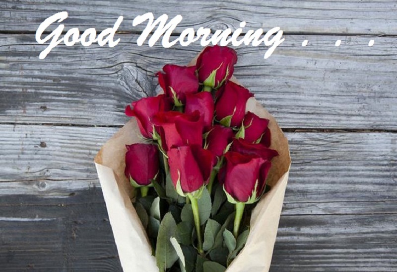 rose good morning wallpaper,flower,petal,plant,cut flowers,tulip