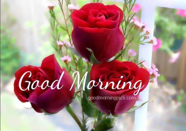 rose good morning fondo de pantalla,flor,planta floreciendo,rosas de jardín,pétalo,rosa