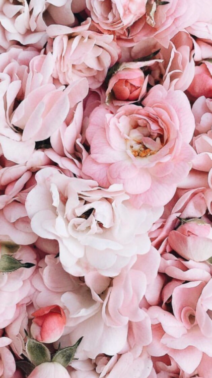 花の壁紙tumblr,花,ピンク,花弁,切り花,庭のバラ