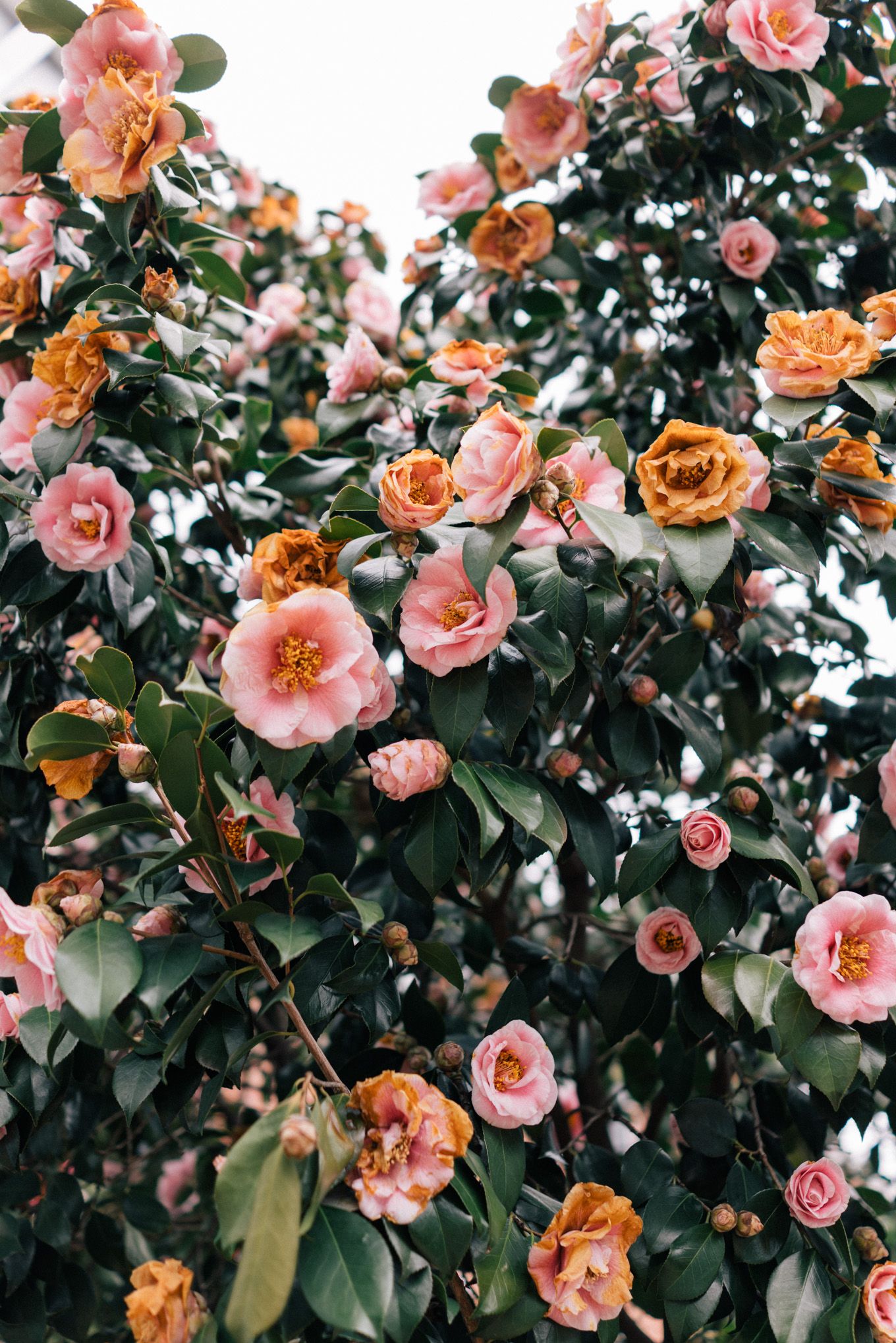 fondos de pantalla florales tumblr,flor,planta floreciendo,planta,familia rosa,camelia japonesa