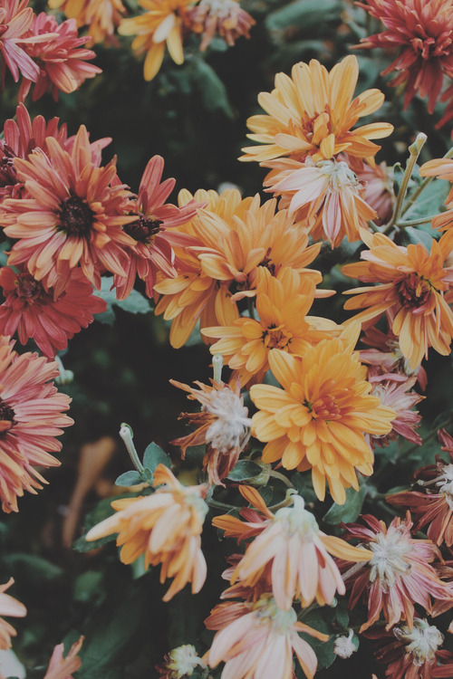 꽃 무늬 벽지 tumblr,꽃,꽃 피는 식물,식물,국화,꽃잎