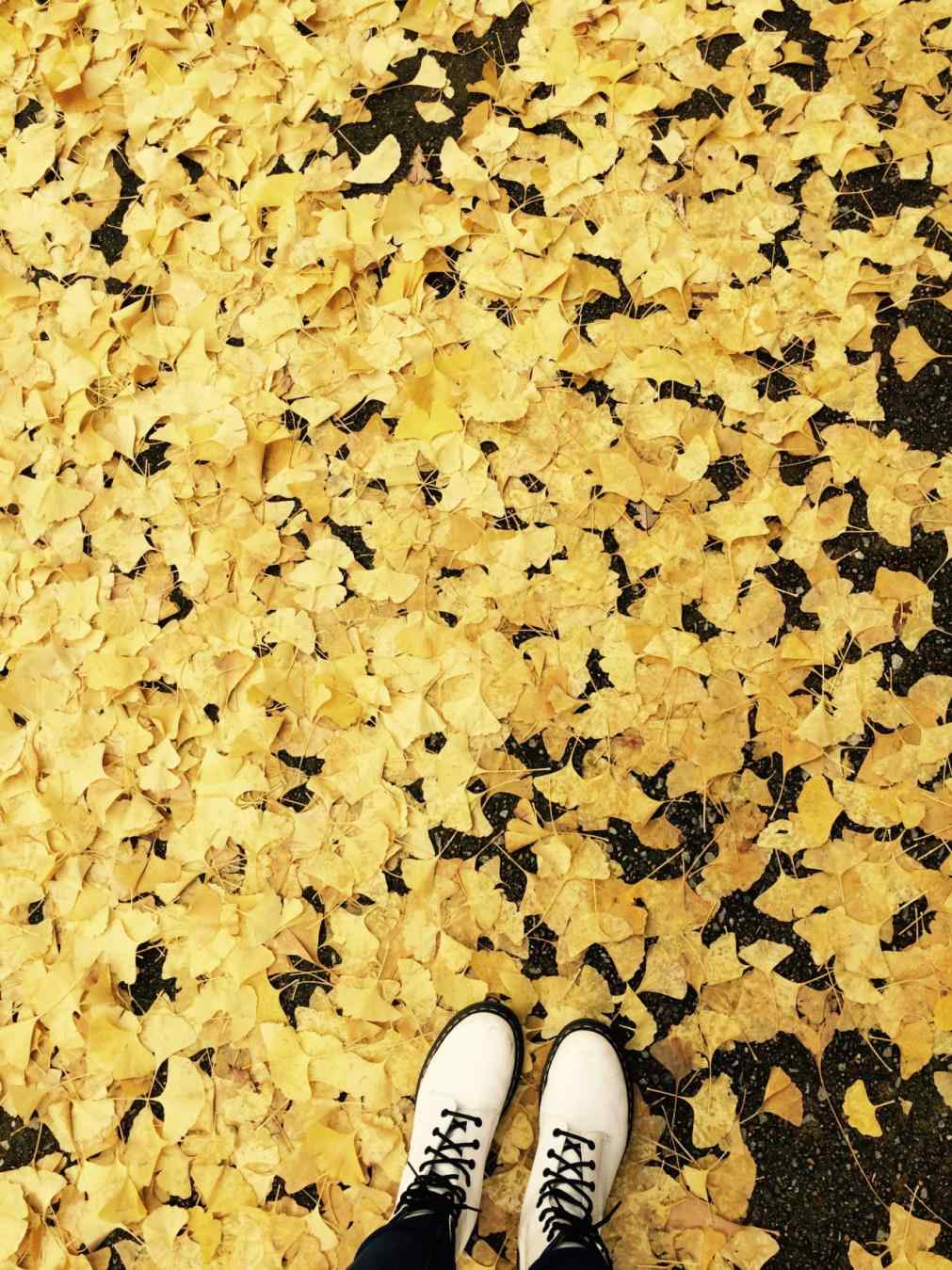 papier peint tumblr vintage,jaune,feuille,chaussure,fond d'écran,arbre