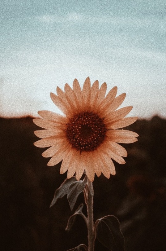 wallpaper tumblr vintage,sunflower,flower,sky,petal,plant