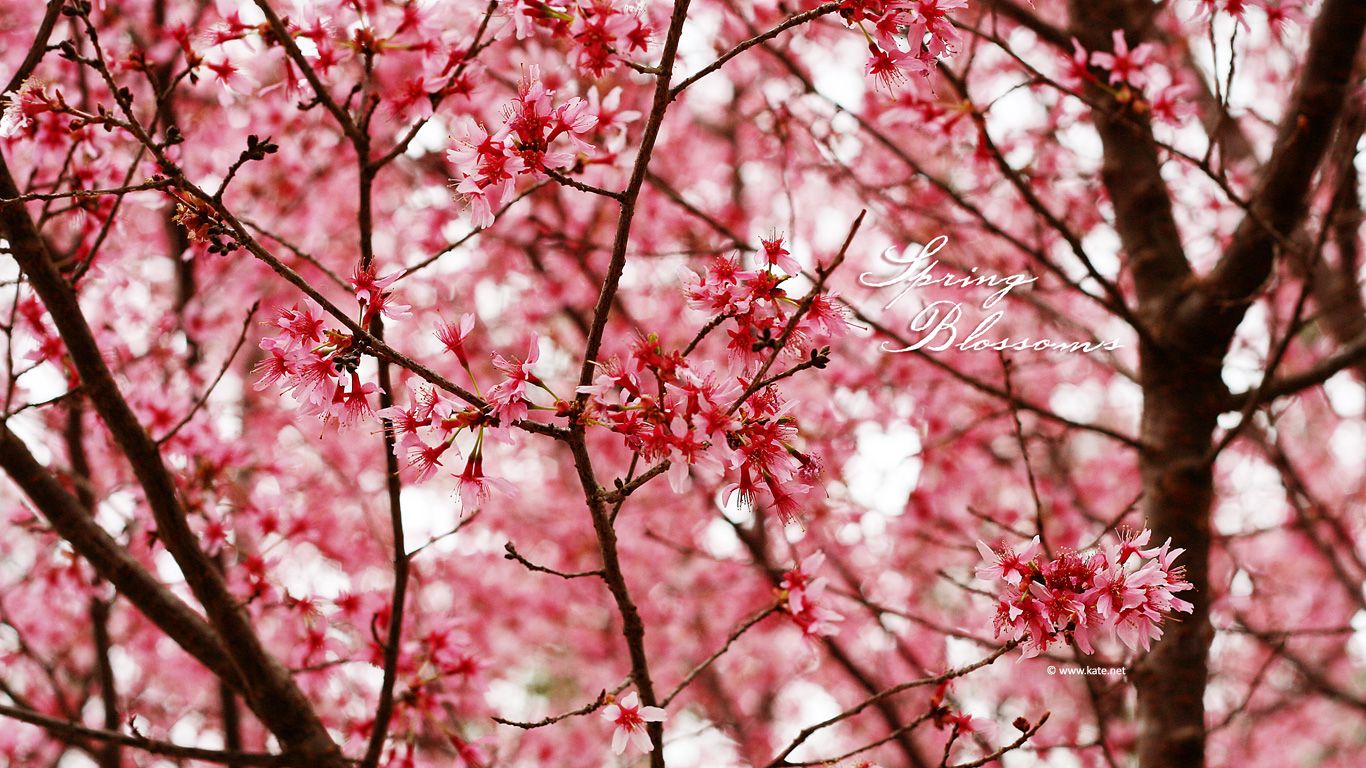 papier peint à fleurs tumblr,arbre,fleur,fleur,printemps,plante