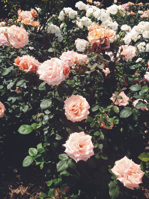 バラ壁紙tumblr,花,庭のバラ,開花植物,ジュリア・チャイルド・ローズ,ローズ
