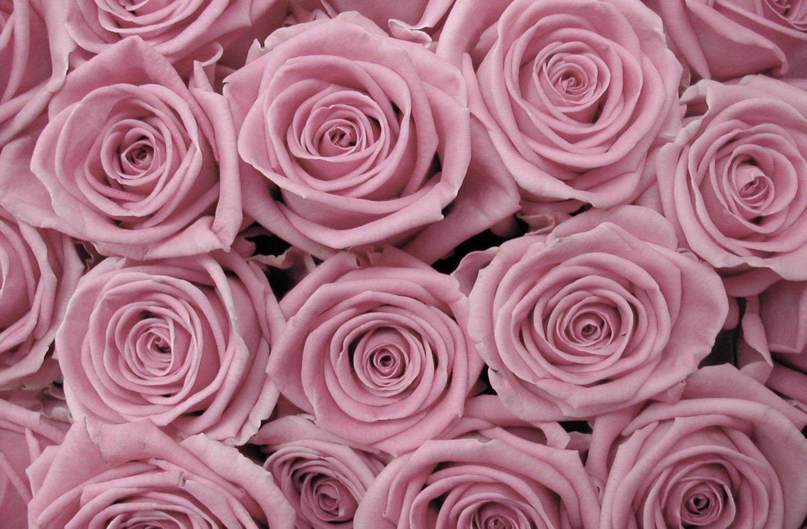 fond d'écran rose tumblr,roses de jardin,rose,rose,fleur,pétale