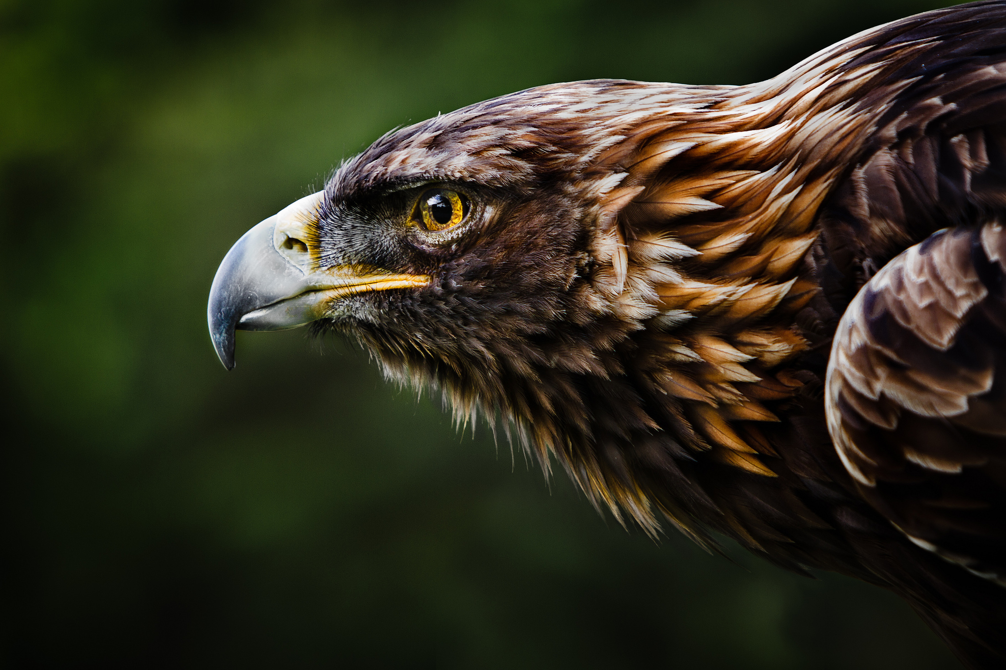 eagle hd wallpaper,bird,vertebrate,beak,bird of prey,golden eagle