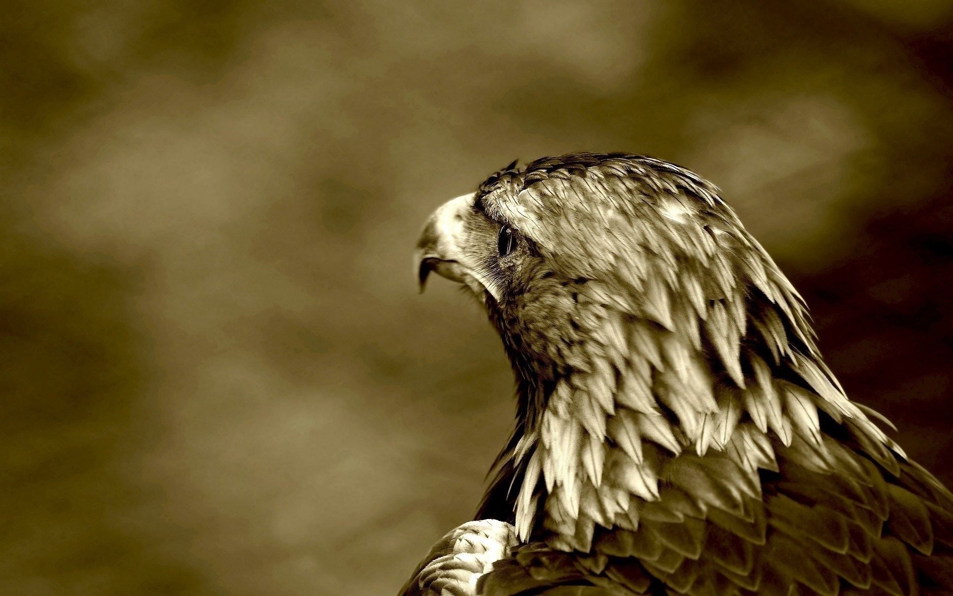 eagle hd wallpaper,bird,vertebrate,beak,bird of prey,nature