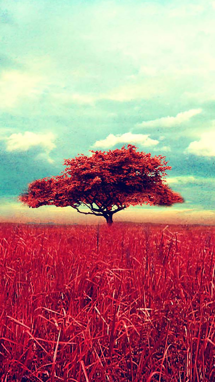 빈티지 아이폰 배경 화면,자연 경관,자연,하늘,나무,빨간