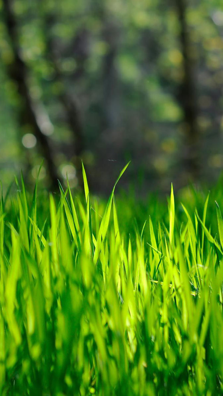 봄 아이폰 배경 화면,초록,자연,잔디,식물,잔디