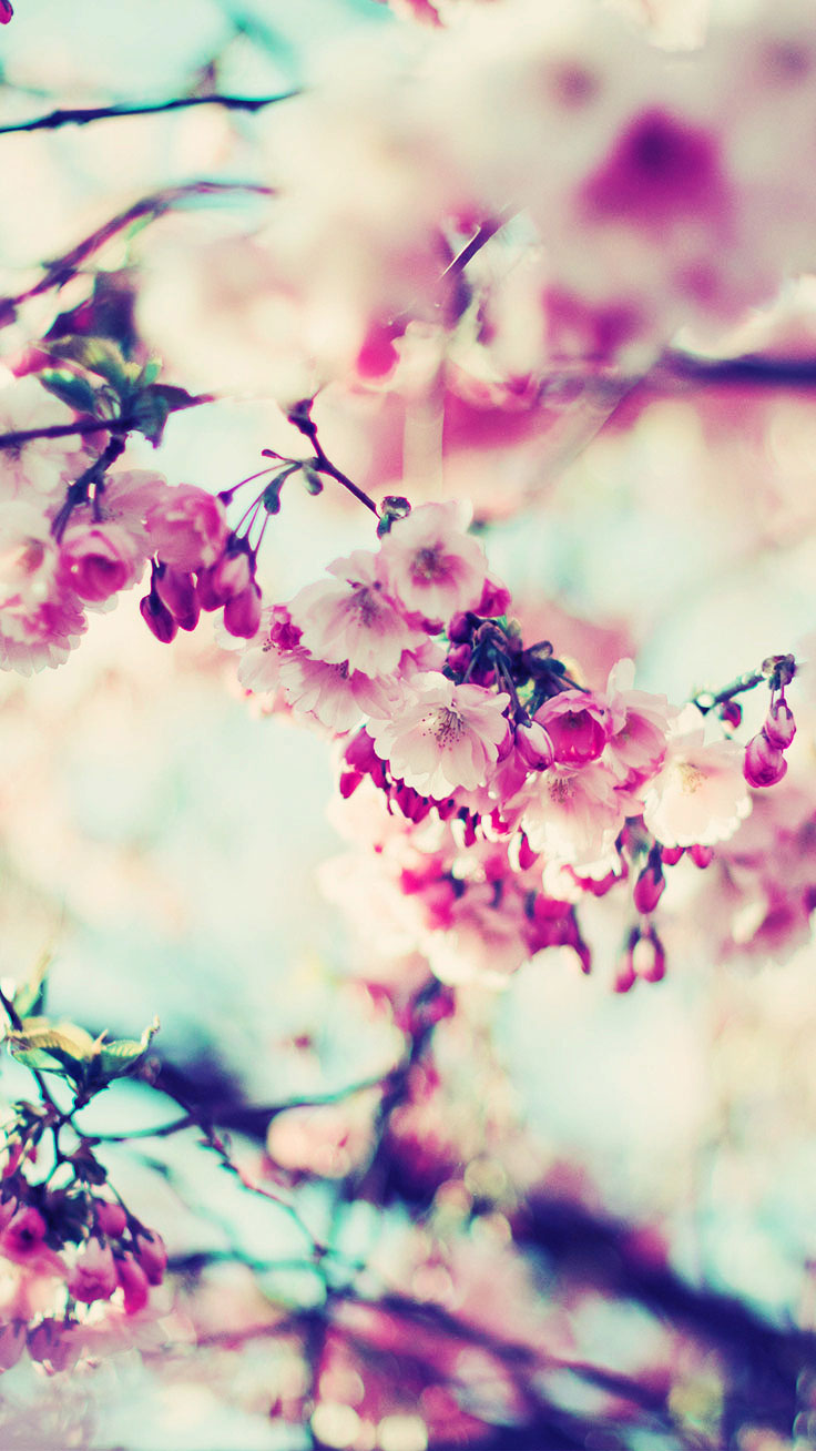 spring iphone wallpaper,flower,branch,blossom,spring,purple