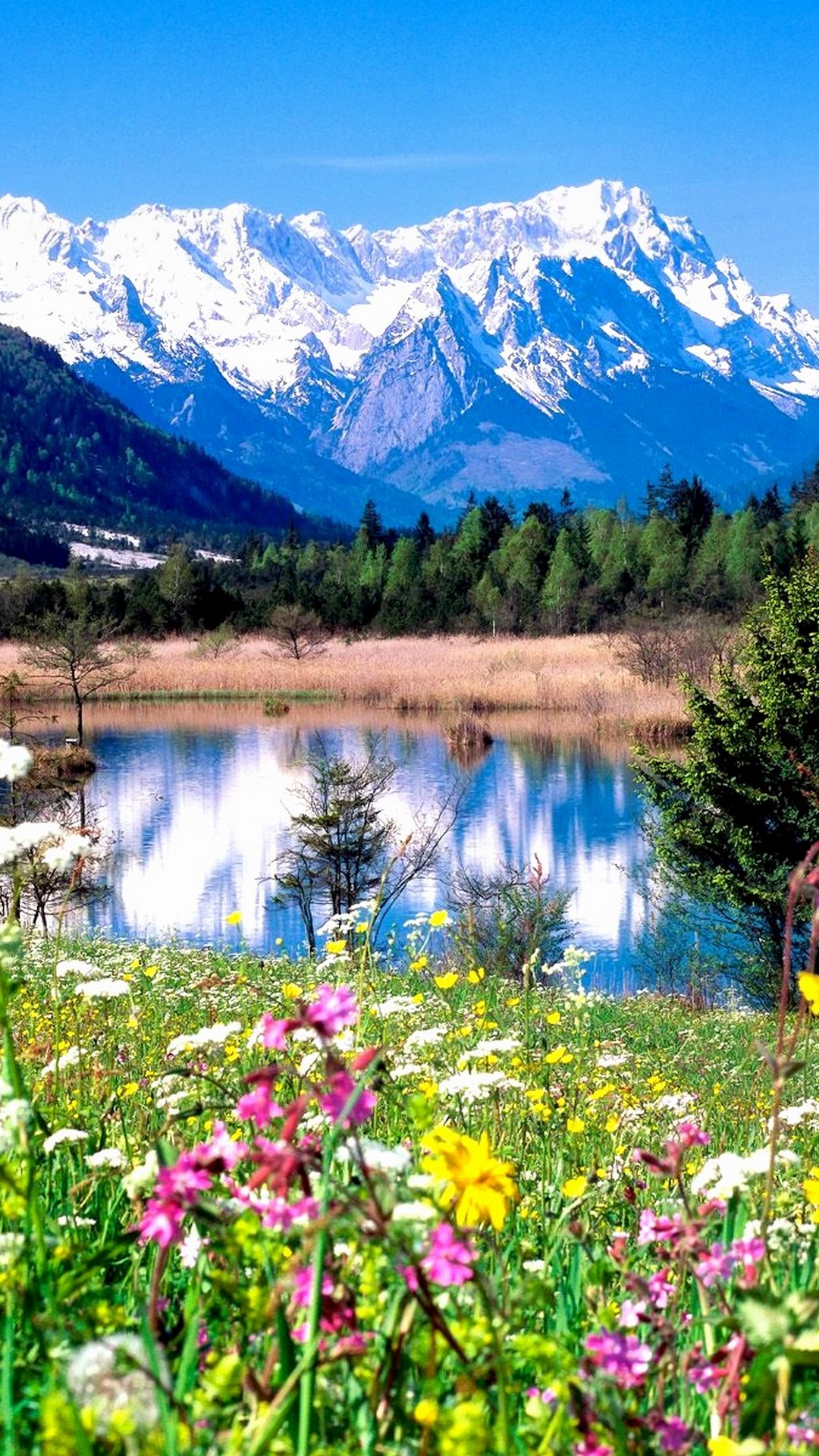 春のアイフォーン用壁紙,自然の風景,自然,山,野草,山脈