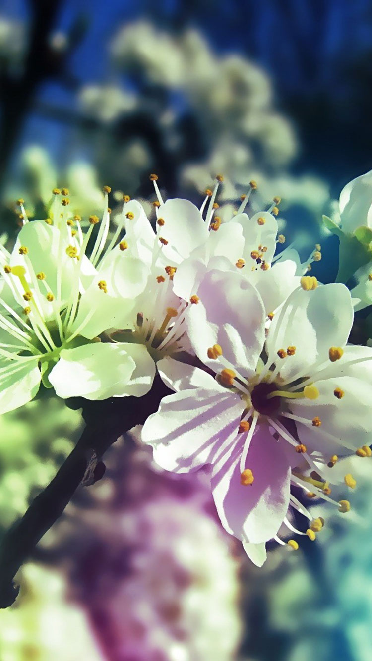 primavera fondo de pantalla para iphone,flor,prunus spinosa,planta,primavera,planta floreciendo