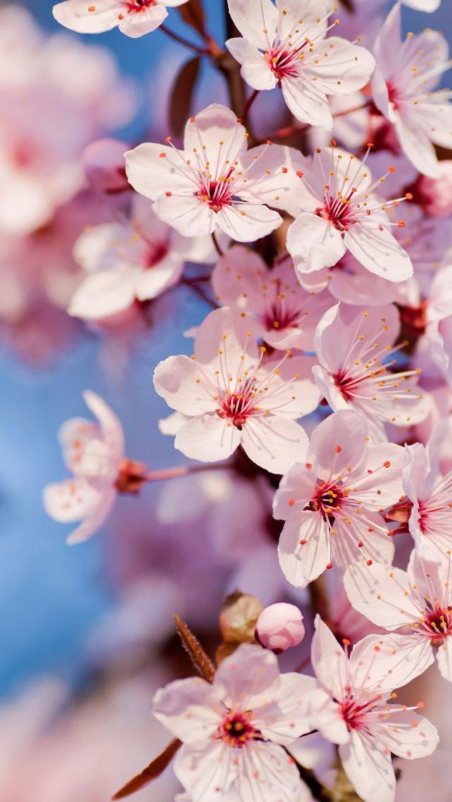primavera fondo de pantalla para iphone,flor,florecer,pétalo,flor de cerezo,primavera
