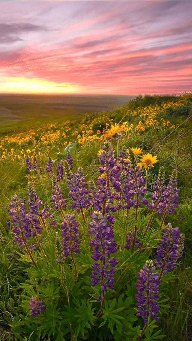 spring iphone wallpaper,flower,nature,lavender,prairie,wildflower