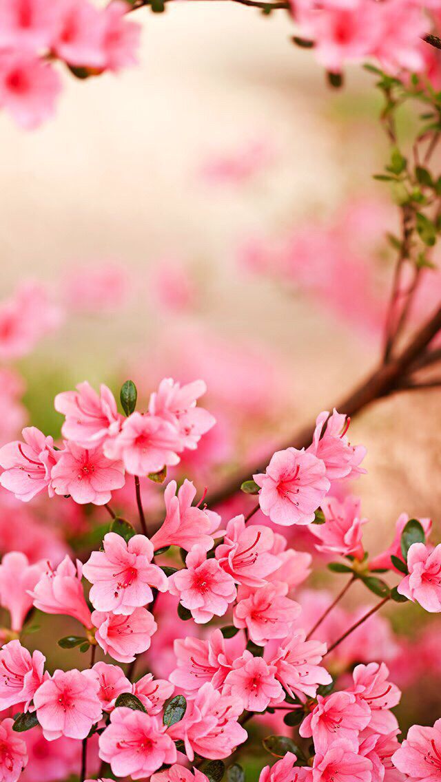 봄 아이폰 배경 화면,꽃,분홍,꽃잎,꽃,벚꽃