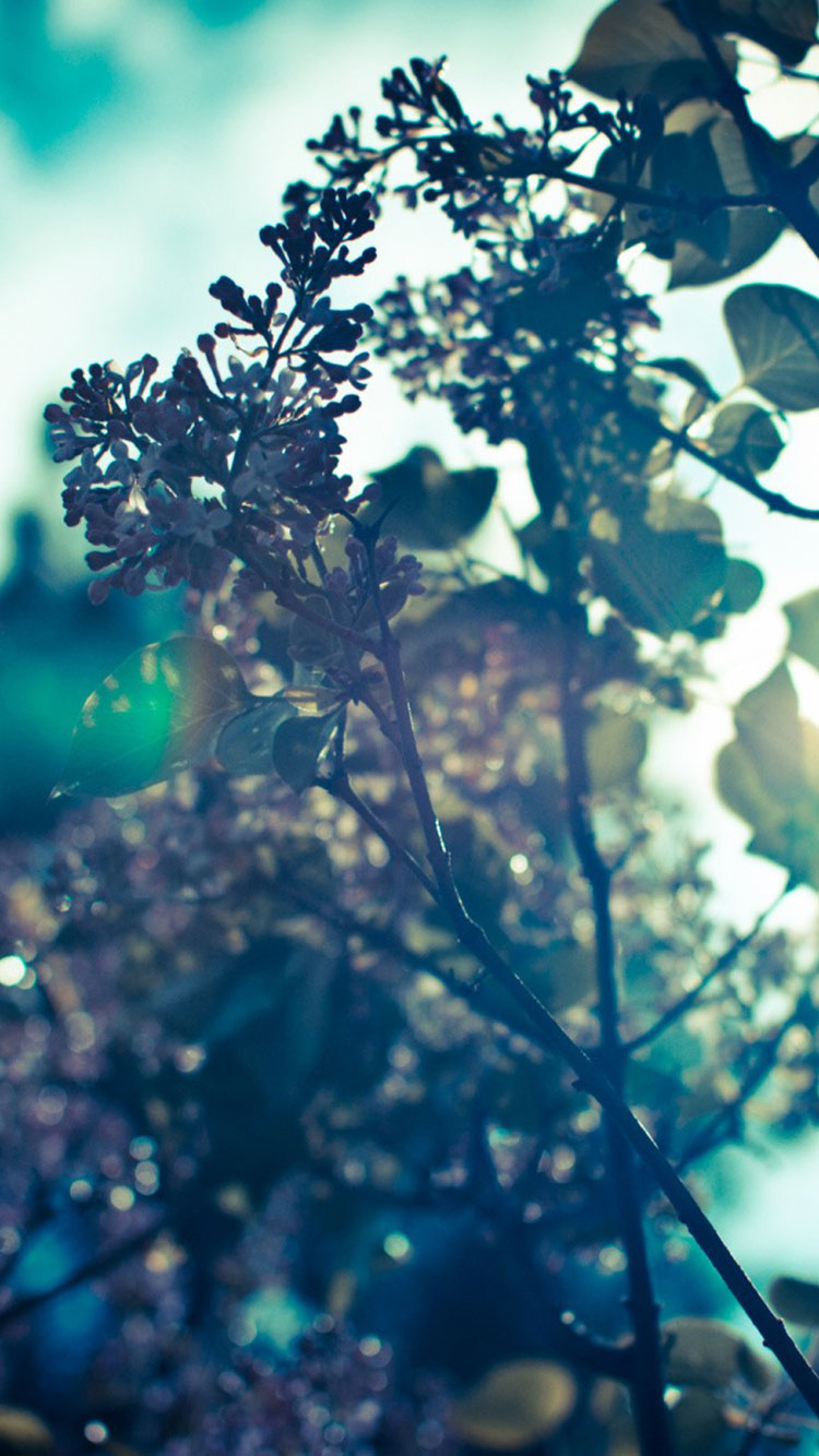 봄 아이폰 배경 화면,자연,잎,초록,하늘,푸른