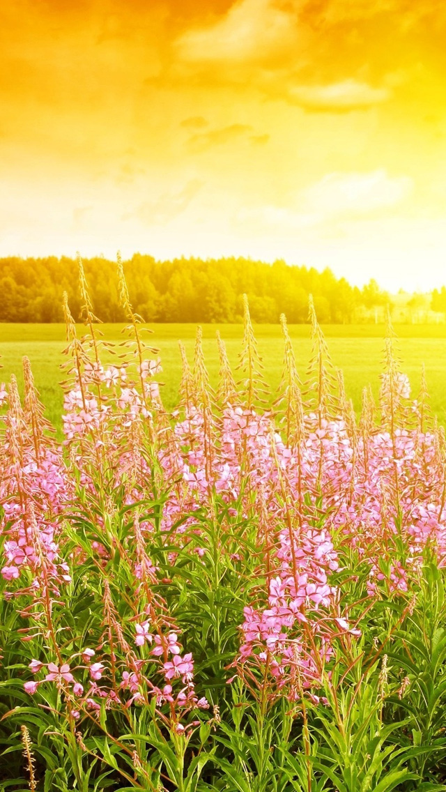 春のアイフォーン用壁紙,自然の風景,自然,牧草地,花,野草